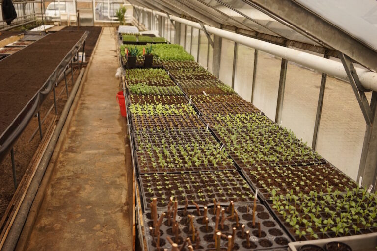 Mehr über den Artikel erfahren erste Pflanzen sind ausgesät