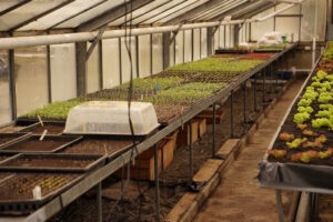 Die Solawi Kinderstube