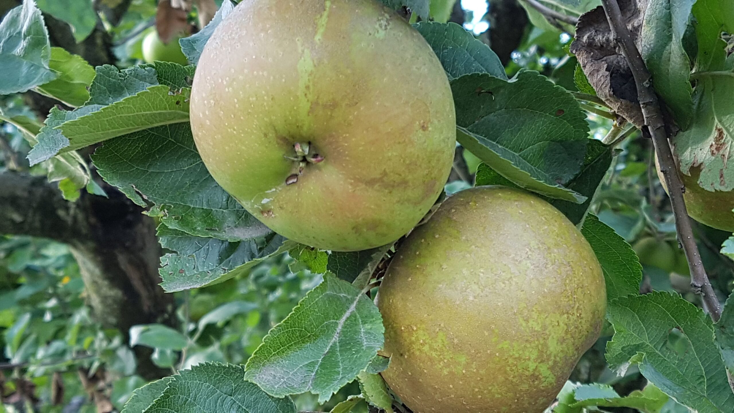 Mehr über den Artikel erfahren Apfelernte