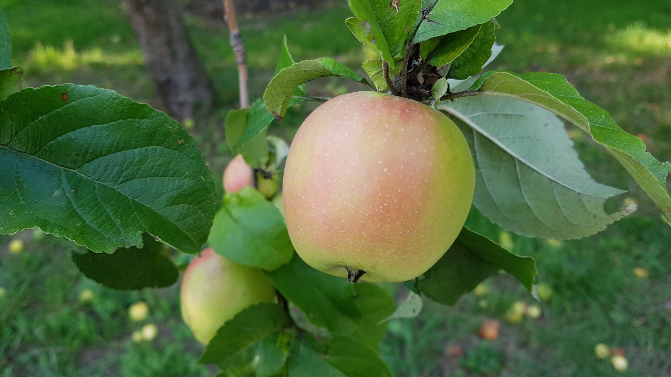 AG Obst: Planungstreffen (Uhrzeit wird noch abgestimmt)