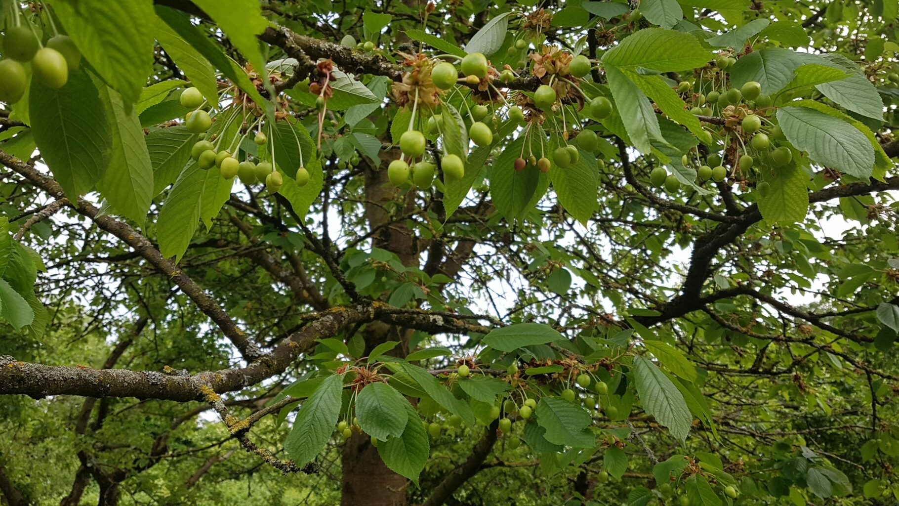 Kirschen