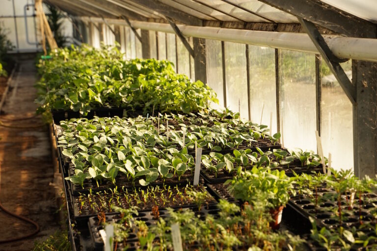 Mehr über den Artikel erfahren Die Gärtnerei im April 2020