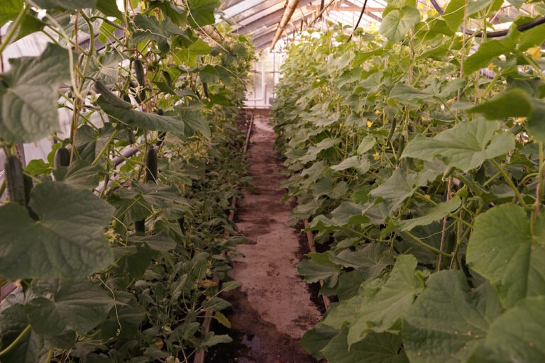 Mehr über den Artikel erfahren Die Gärtnerei im Mai