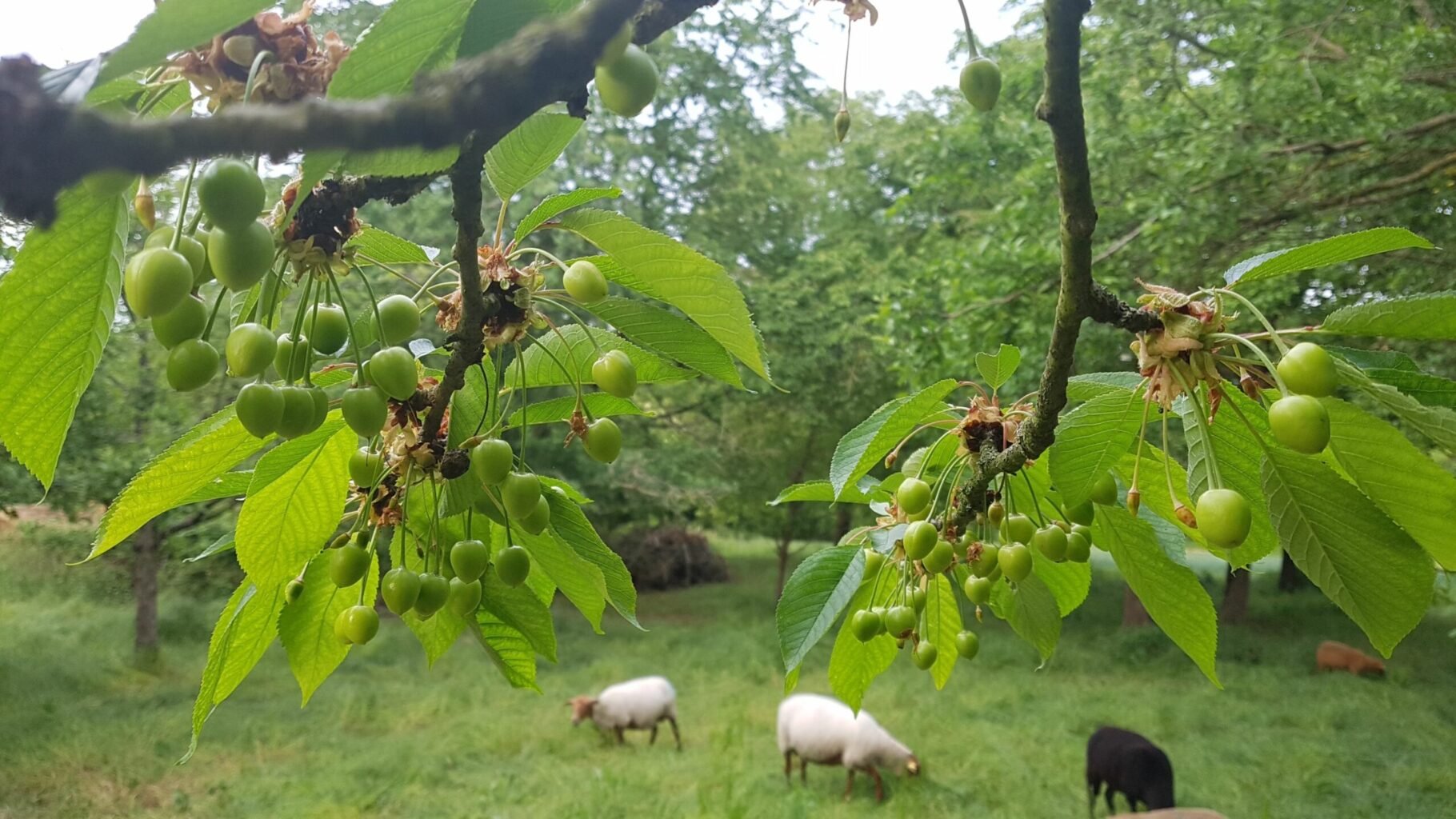 Kirschen
