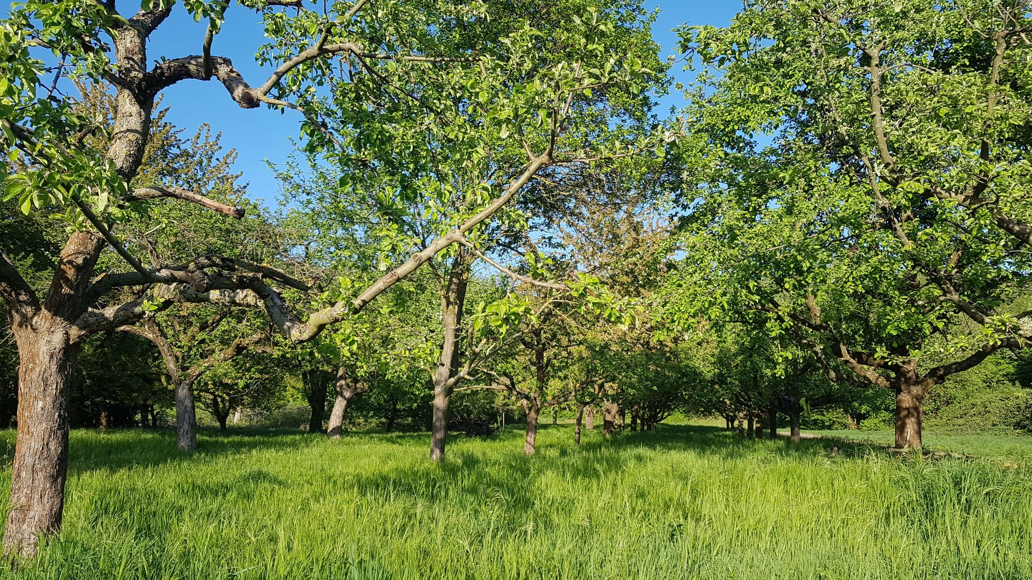 Du betrachtest gerade Obstbaumgrundstück
