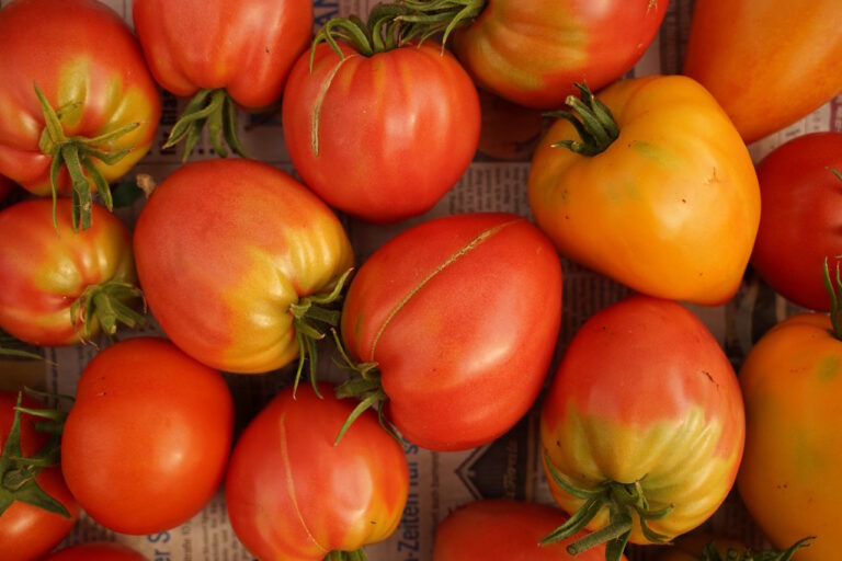 Mehr über den Artikel erfahren Die Gärtnerei im Juni