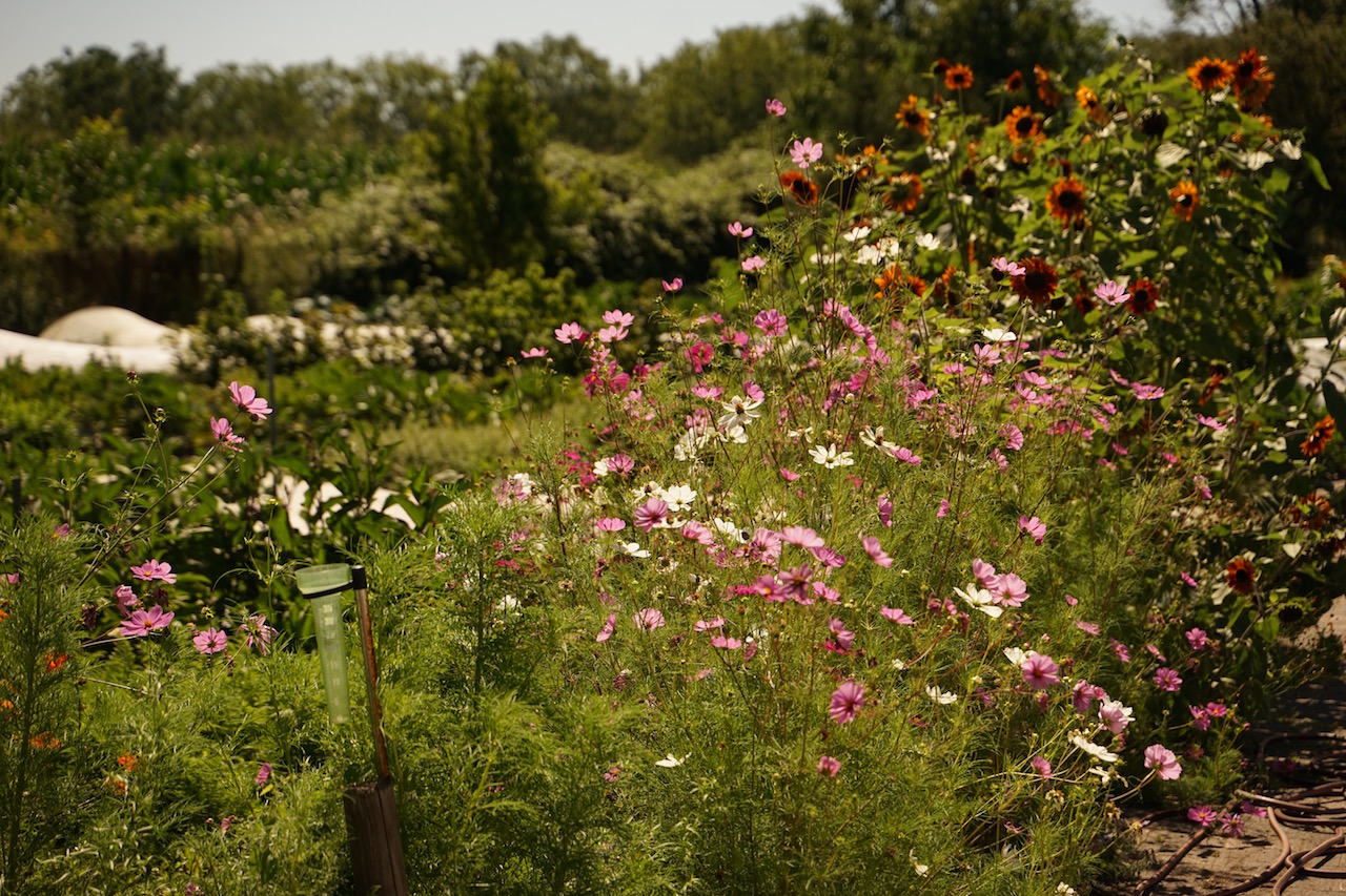 Mehr über den Artikel erfahren Die Gärtnerei im Juli