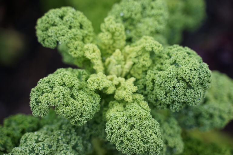 Mehr über den Artikel erfahren Die Gärtnerei im Winter