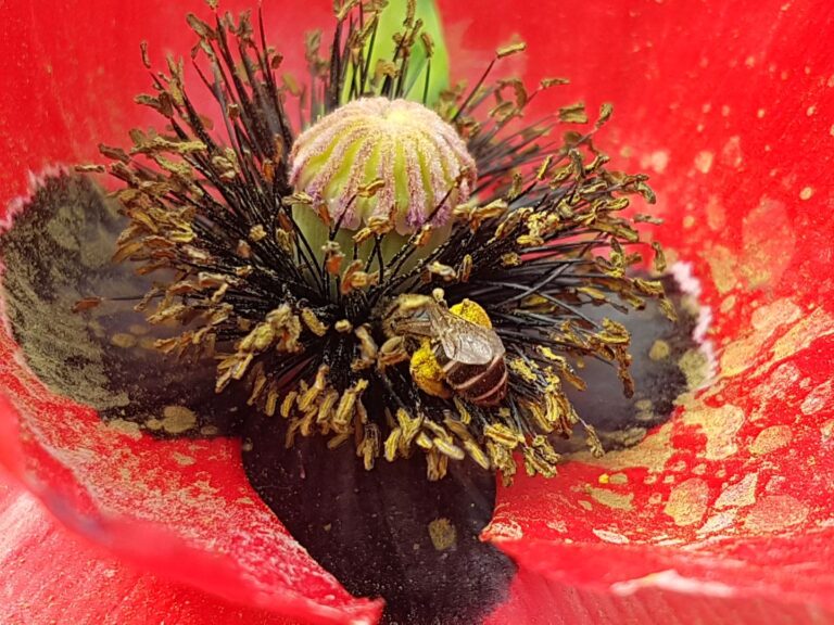 Mehr über den Artikel erfahren Die Gärtnerei im Juni