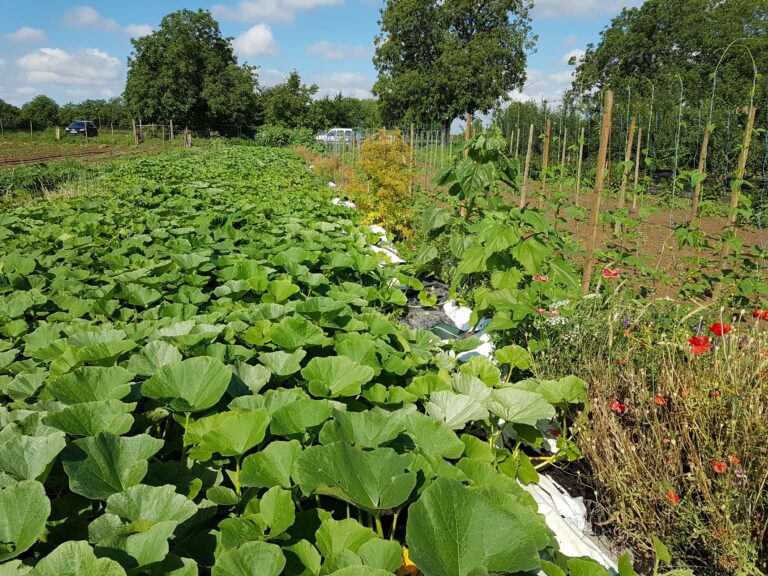 Mehr über den Artikel erfahren Die Gärtnerei im Herbst