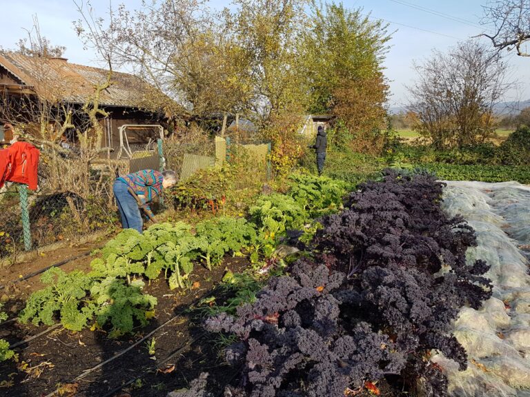 Mehr über den Artikel erfahren Die Gärtnerei im Dezember