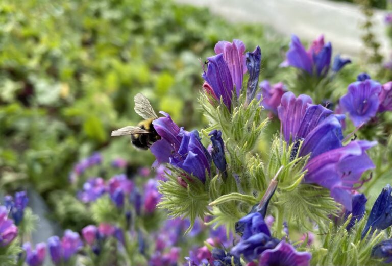 Mehr über den Artikel erfahren Neues aus dem Garten im Juni