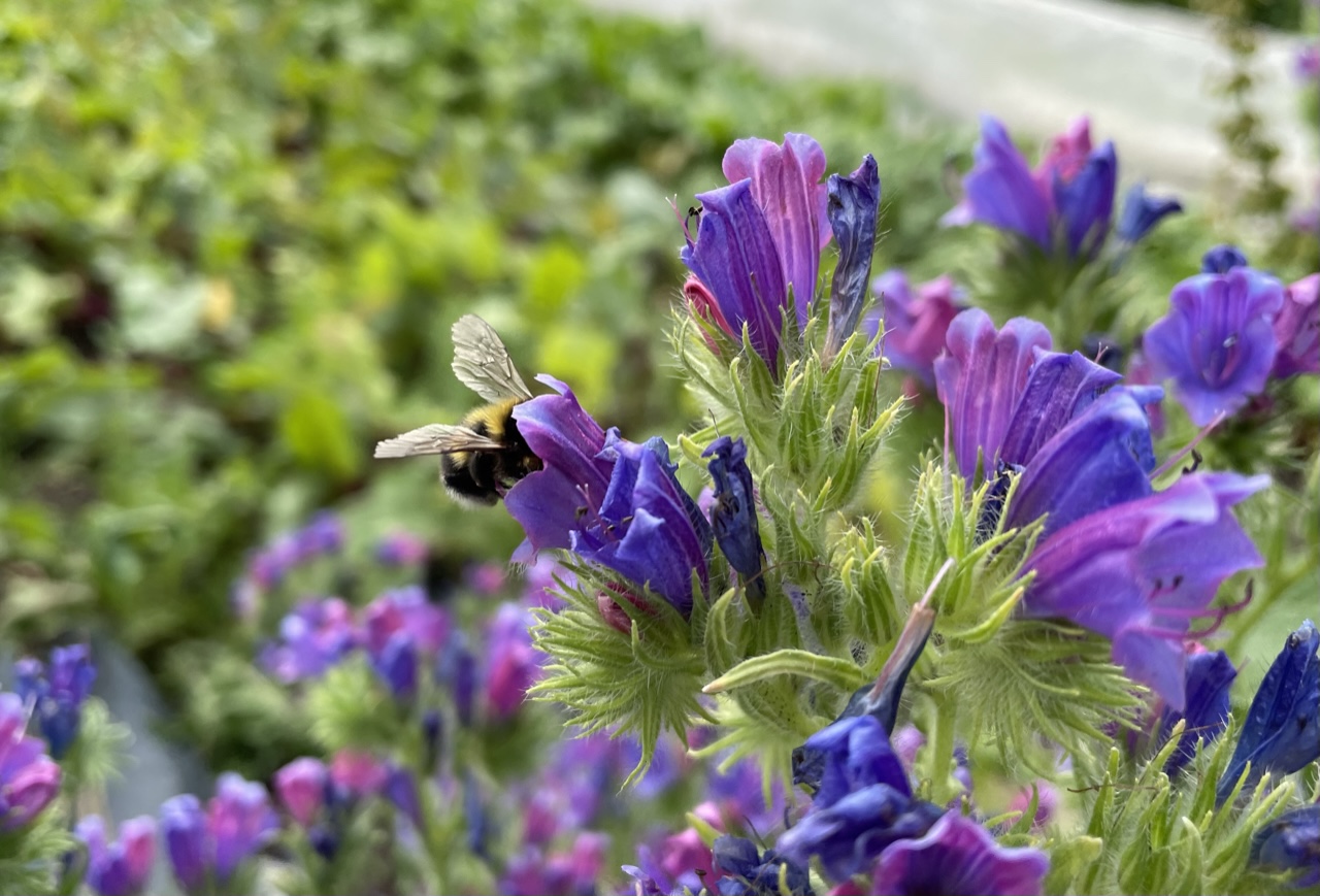 Mehr über den Artikel erfahren Neues aus dem Garten im Juni