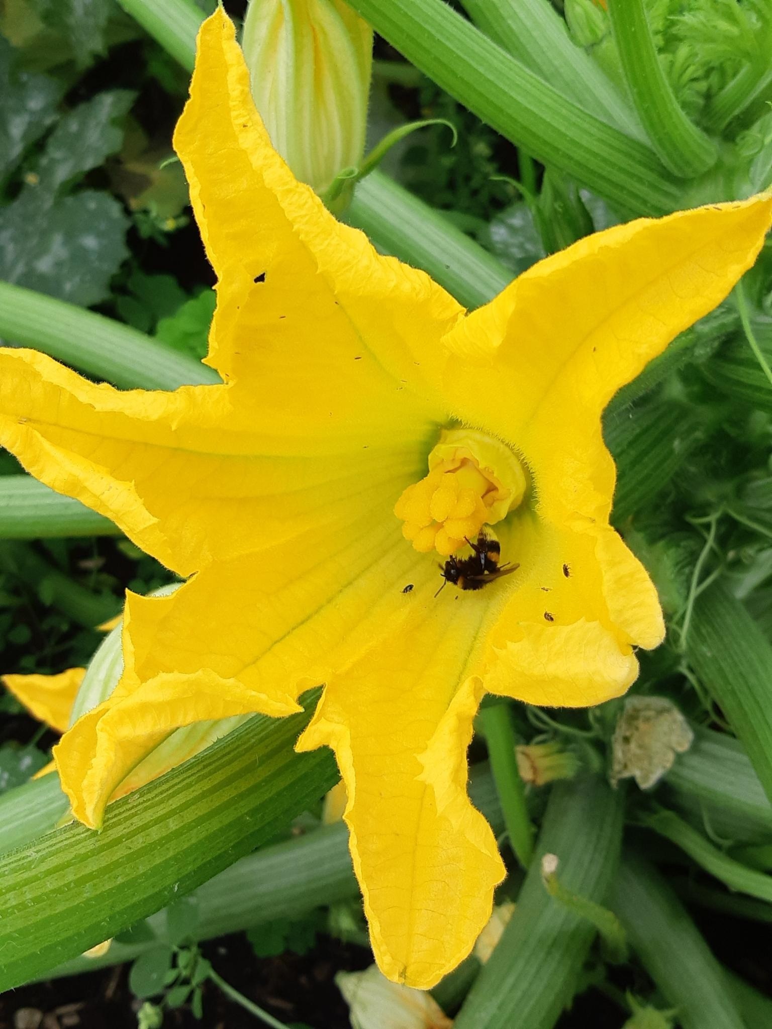 Infoveranstaltung: Einführung Solawi