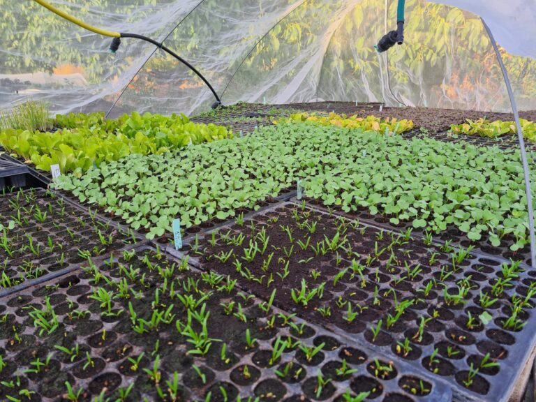 Mehr über den Artikel erfahren Vom Samenkorn zu Paprika, Fenchel und Salat oder: Wo kommt unser Gemüse her?