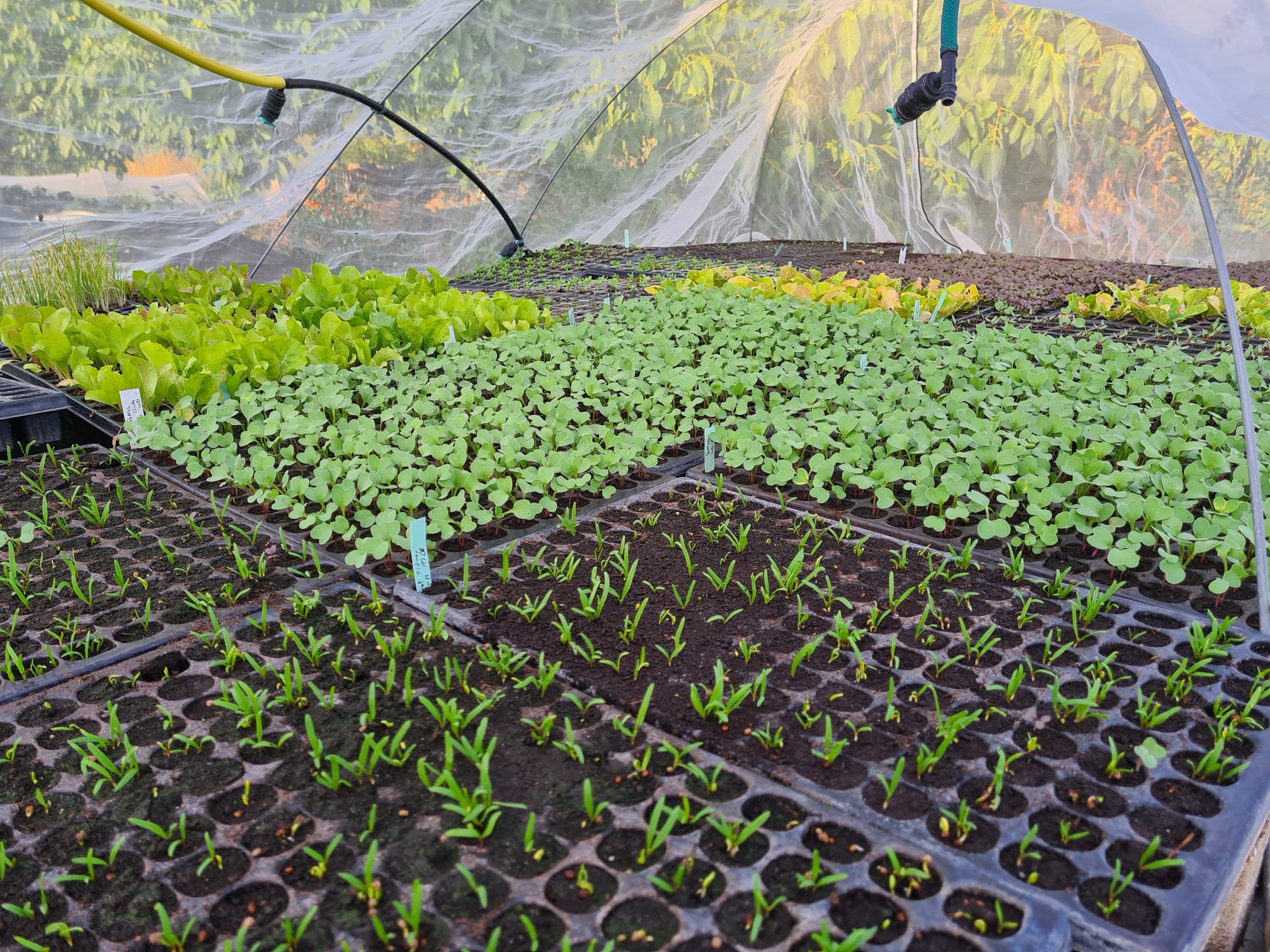 Mehr über den Artikel erfahren Vom Samenkorn zu Paprika, Fenchel und Salat oder: Wo kommt unser Gemüse her?