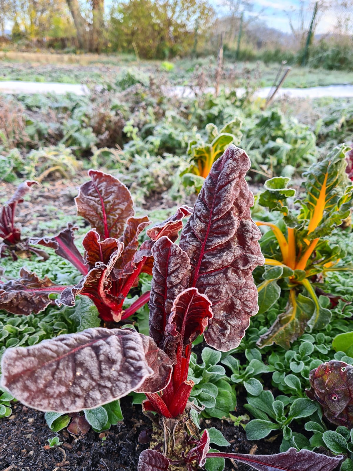 Adventstreffen & Neumitgliederempfang