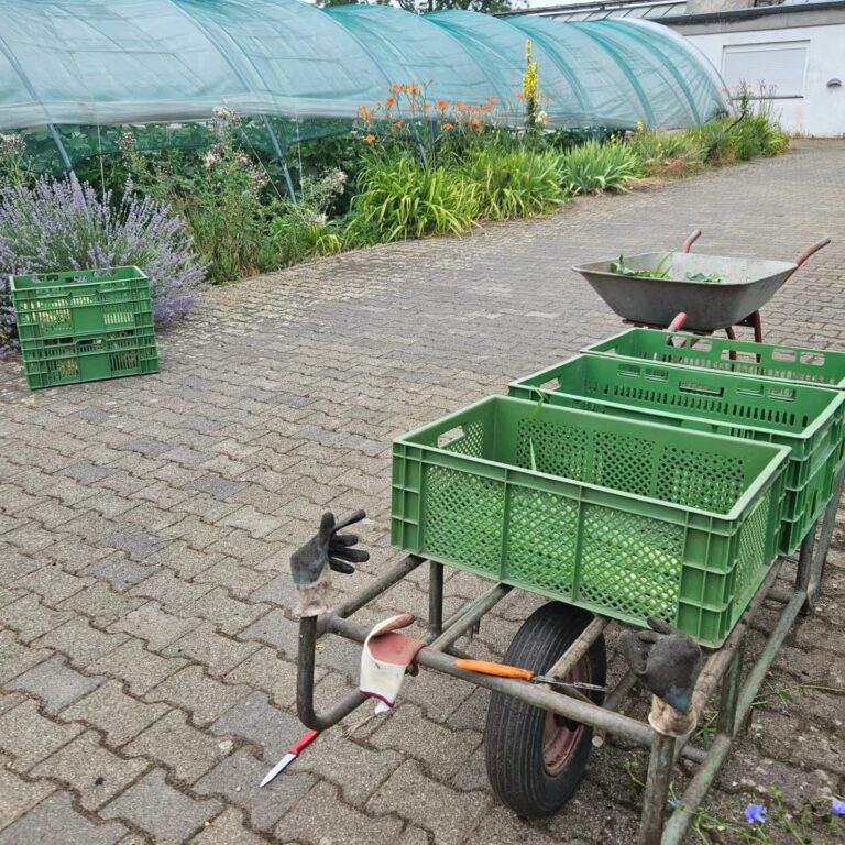 Mehr über den Artikel erfahren Mein Tag als Erntehelferin