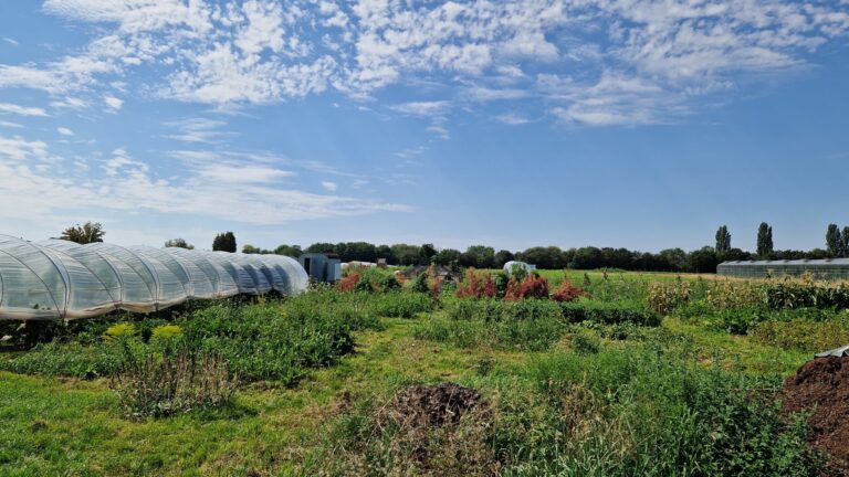 Mehr über den Artikel erfahren Sommerfest in der Gärtnerei und Radtour zu Katharinas Selbsterntegarten