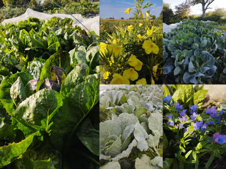 Mehr über den Artikel erfahren Herbst in der Solawi